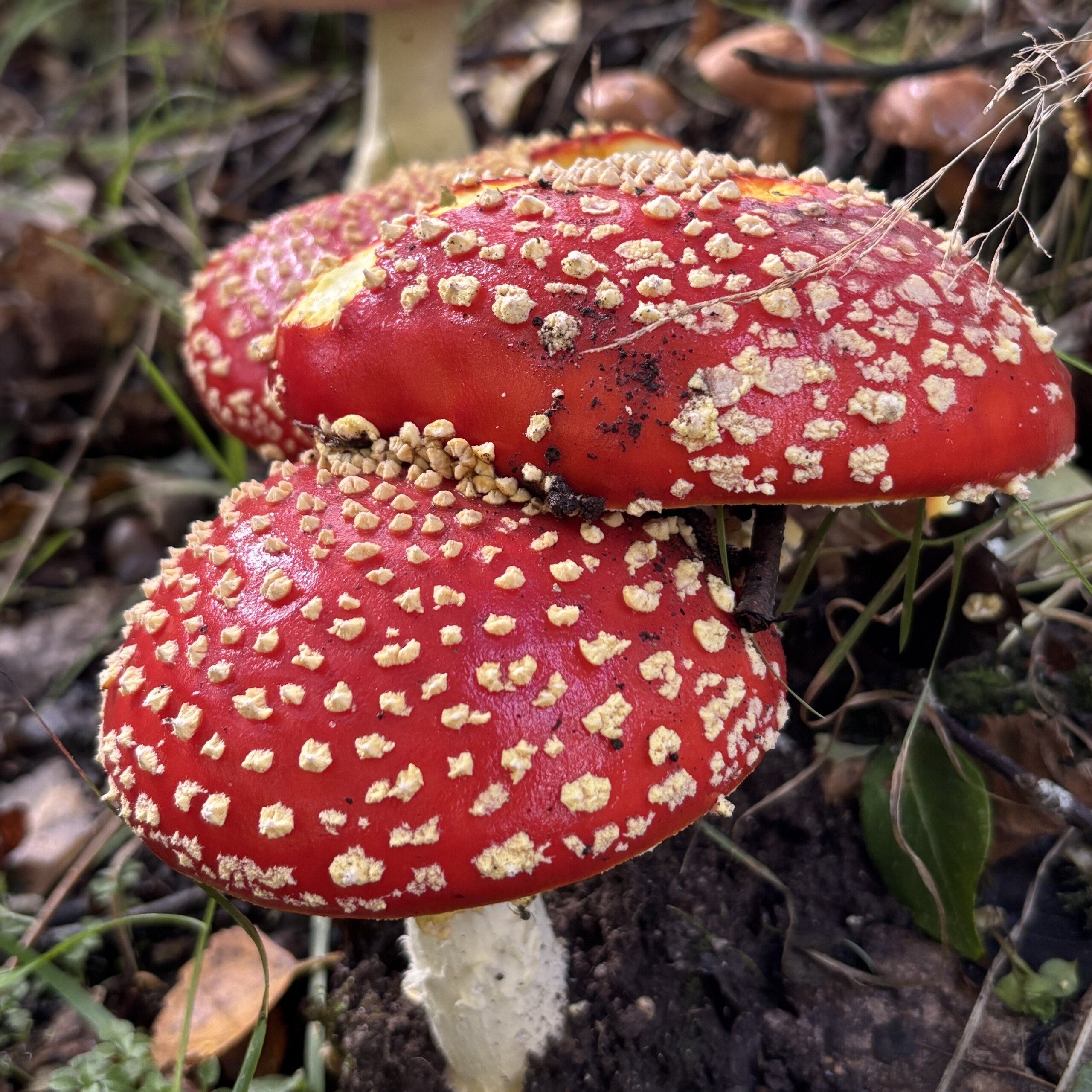 Fungi Foray with Tony Leech